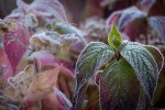 frostedthanks-1020045