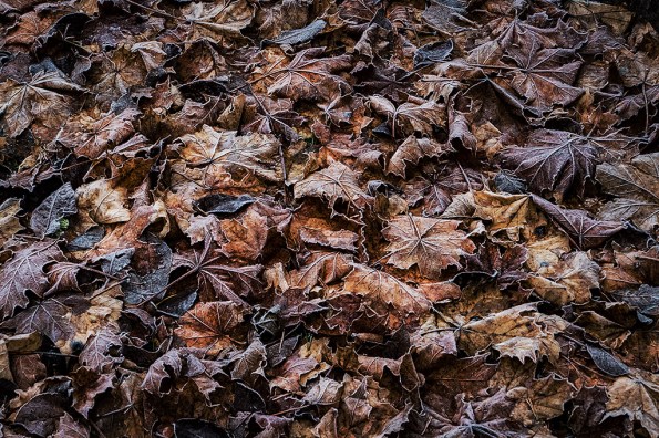 frostedbrownleaves1020241