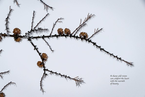 spikefrostpinet1020478