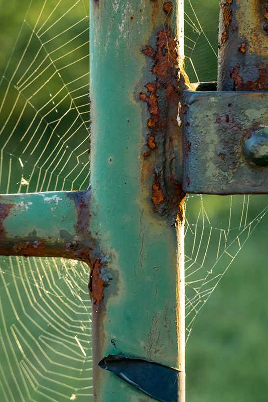SpiderwebRust-1030835