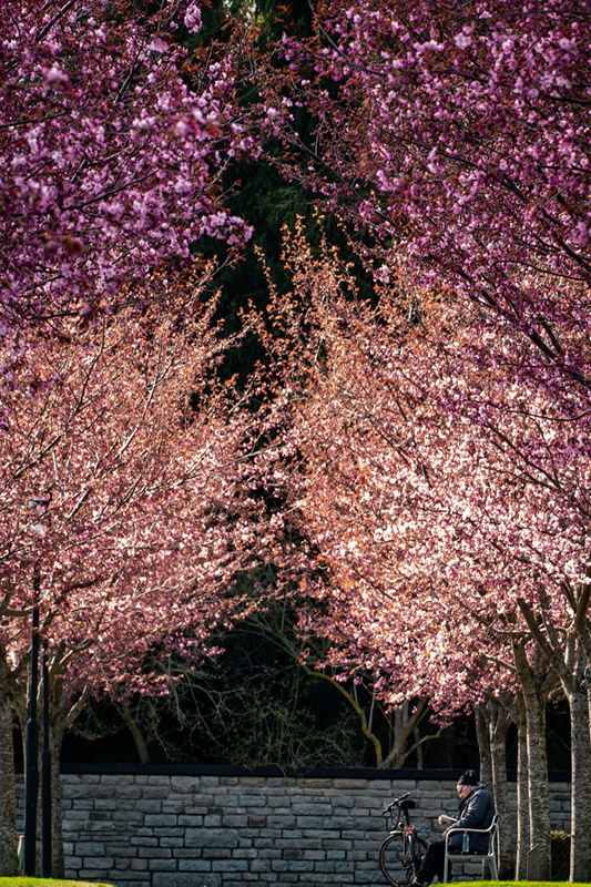 CherryBlossomBook1050574