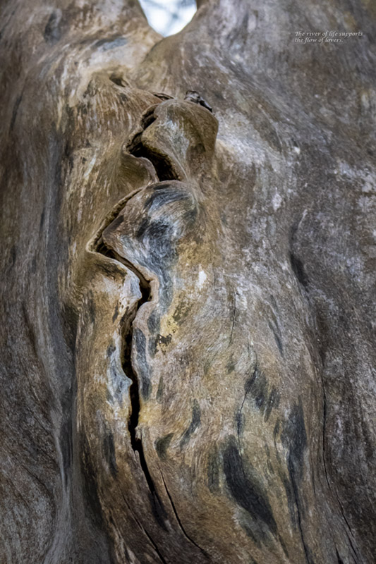 tree, old, barkless, two figures, flow, crack, grain