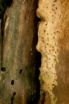 holyoldtree1080901