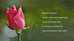 Rose_1334