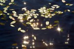 SunStars8_9838