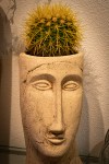 cactushead1040868