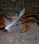 FeatherLeaves1090832 kopiera